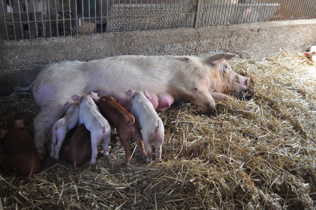 קולוואלנצה Farm Stay Il Carro Del Colle מראה חיצוני תמונה