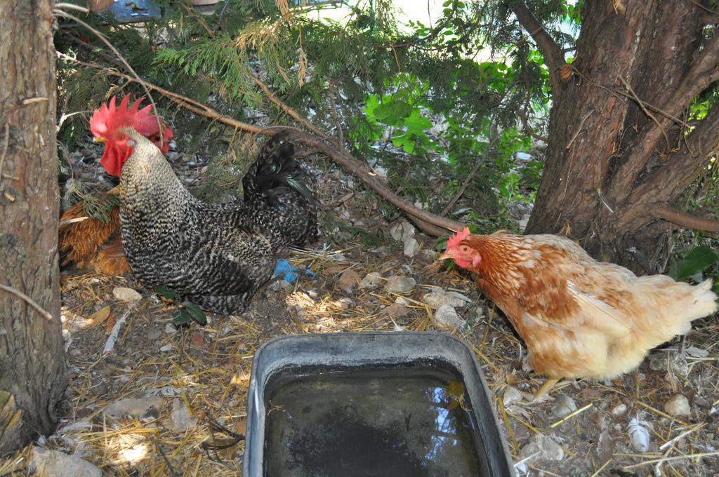 קולוואלנצה Farm Stay Il Carro Del Colle מראה חיצוני תמונה