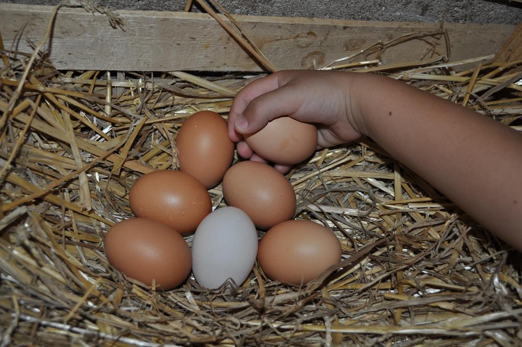 קולוואלנצה Farm Stay Il Carro Del Colle מראה חיצוני תמונה